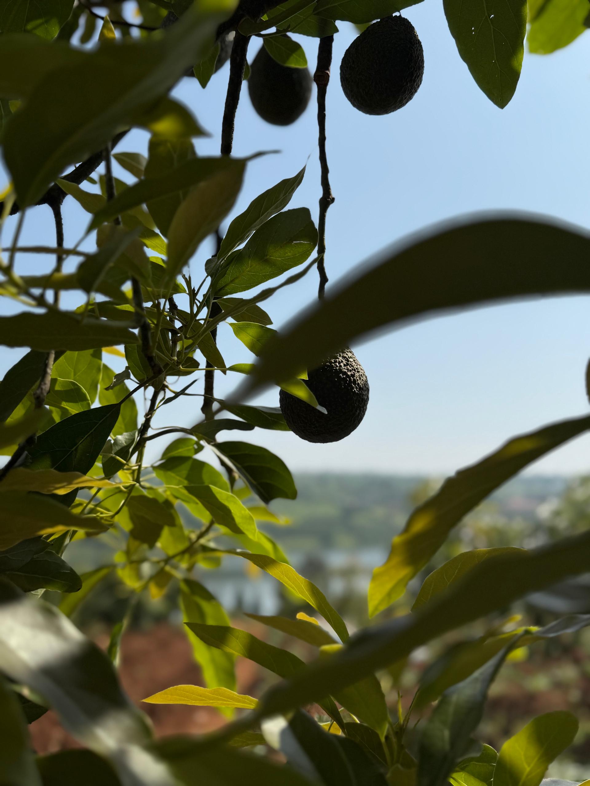 Freshgate avocado farm, Rwanda