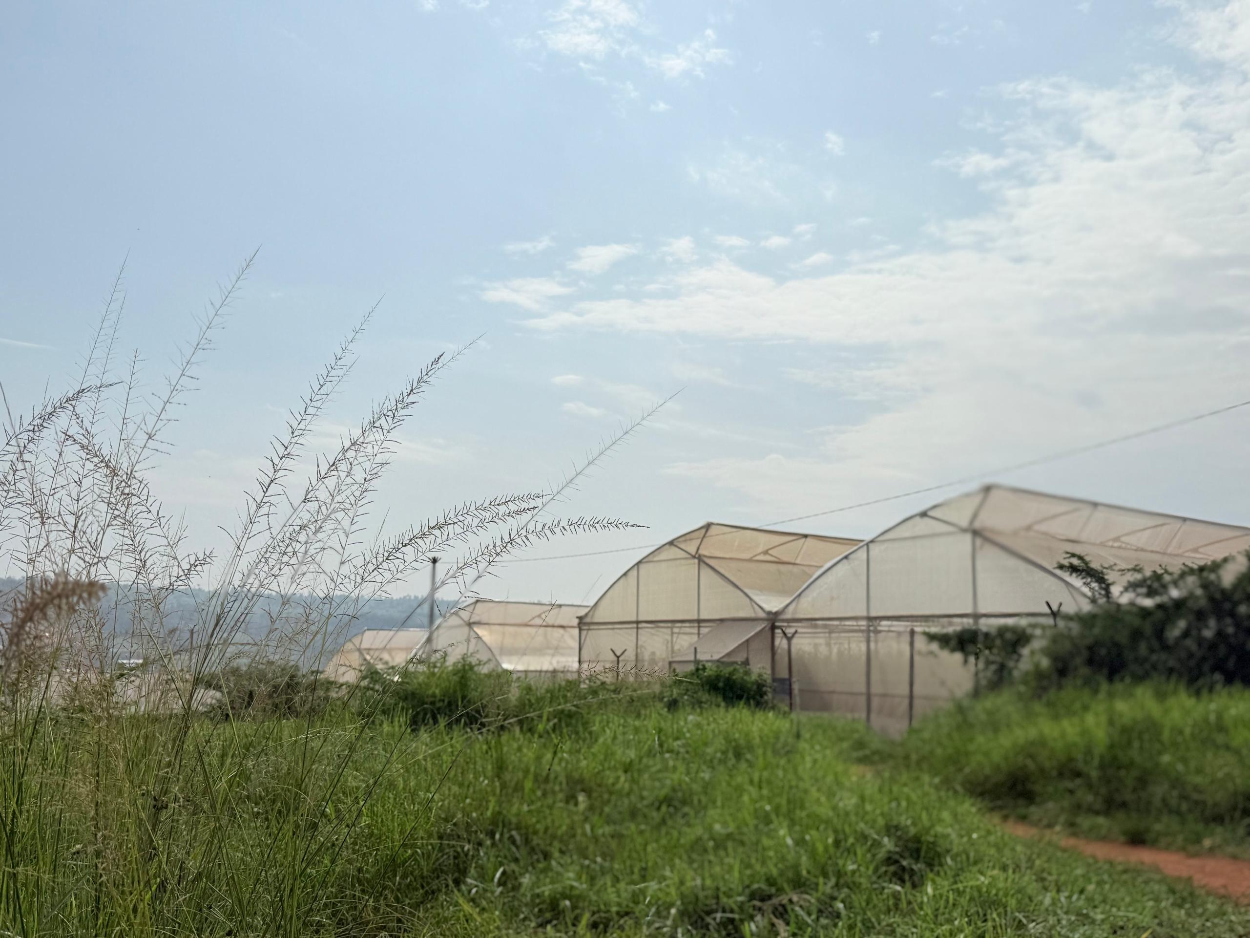 Greenhouse exterior view