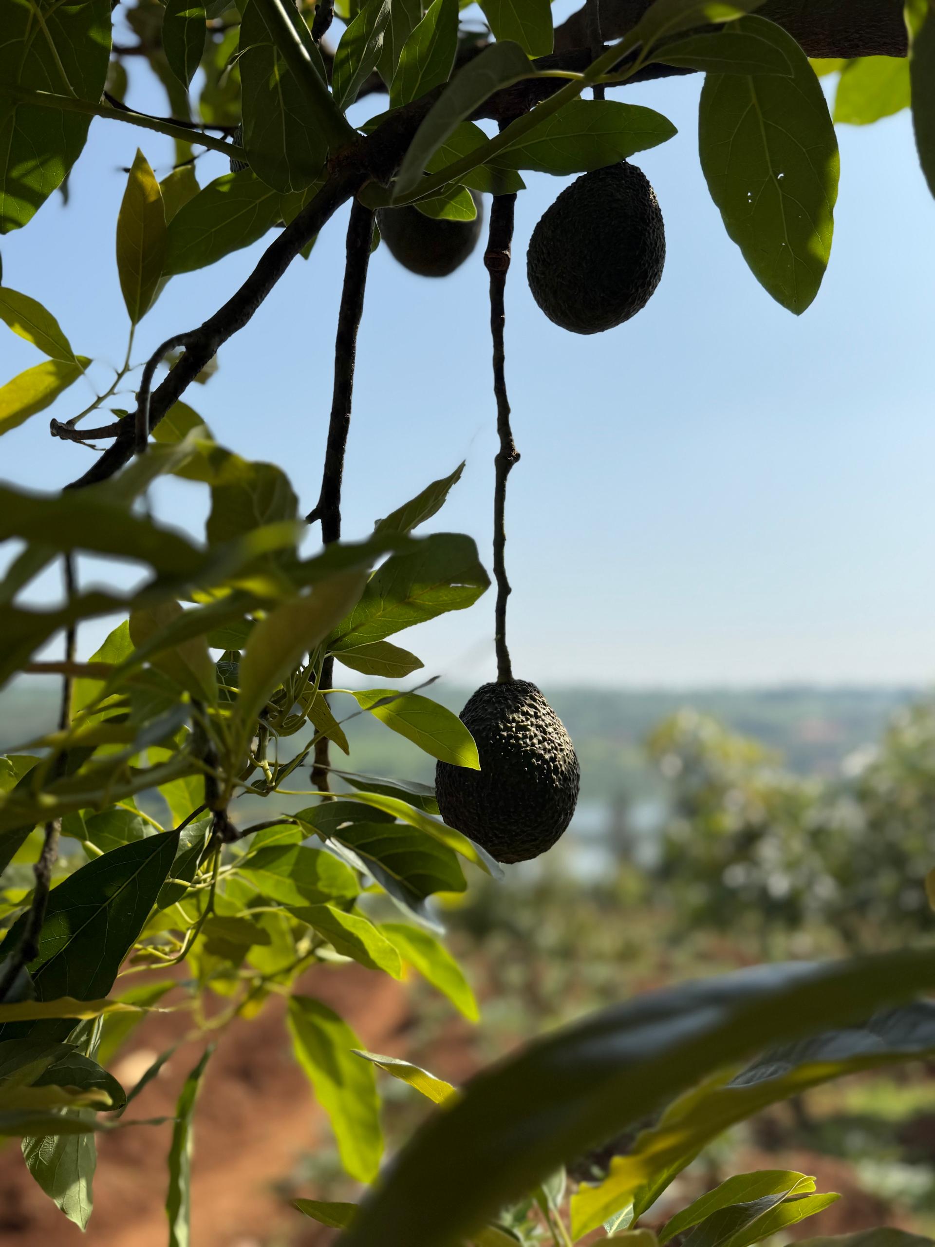 Hass avocados on tree