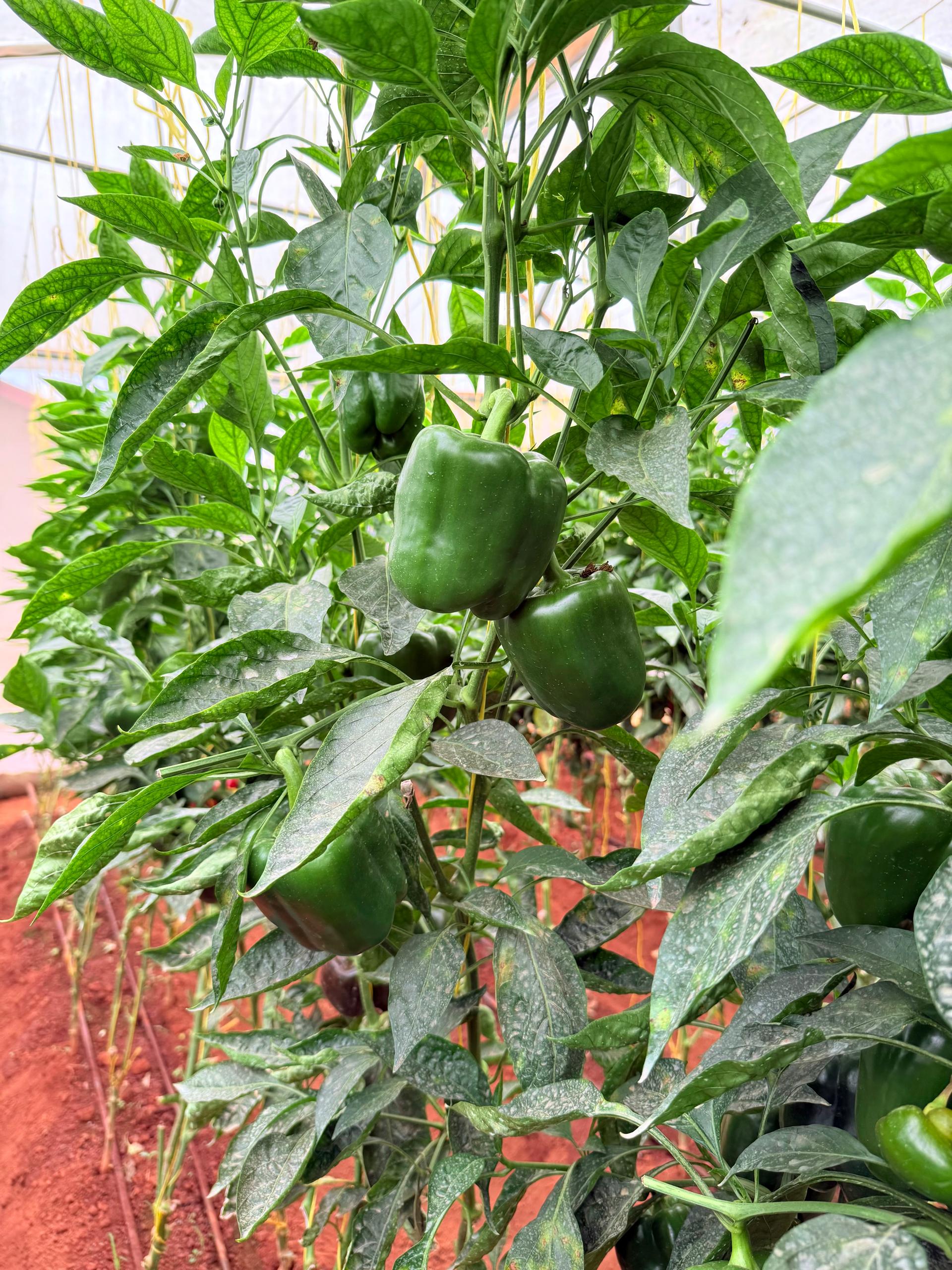 Green bell peppers in greenhouse
