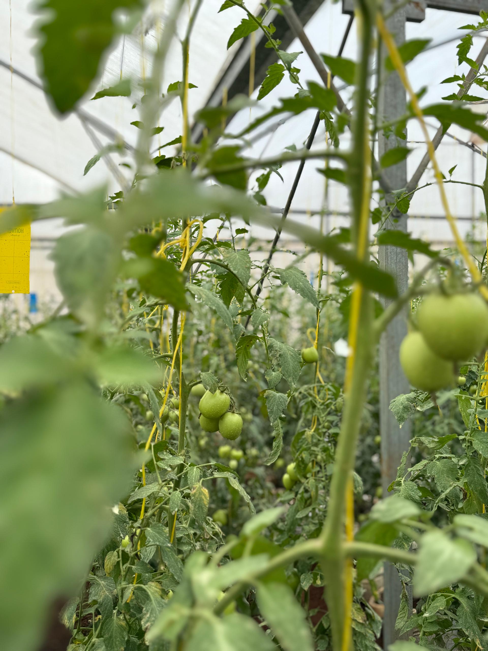 Tomatoes on the vine
